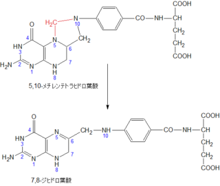 メチレンテトラヒドロ葉酸-tRNA-(ウラシル-5-)-メチルトランスフェラーゼ(FADH2酸化)