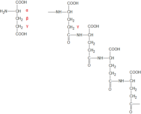 グルタミン酸とγ-ペプチド結合