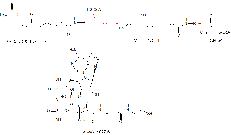 CoA + S-acetyldihydrolipoyllysine