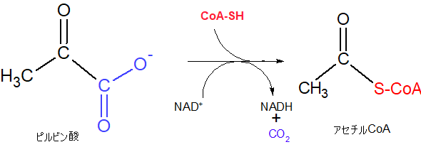 Pyruvate dehydrogenase complex01